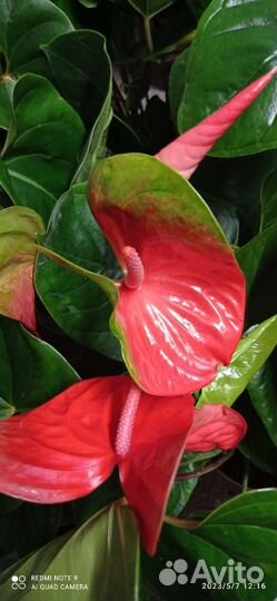 Антуриум Фламинго оранж