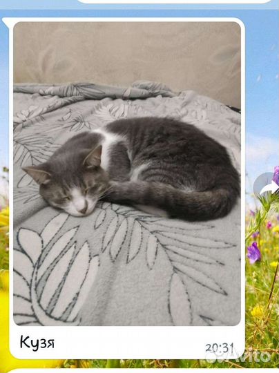 Котята отдам в добрые руки бесплатно