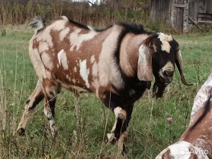 Козёл англо-нубийский adga
