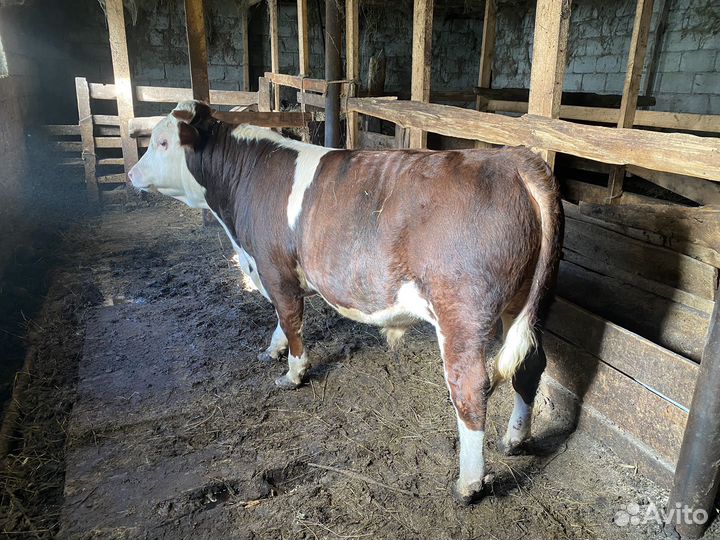 Герефорд телята