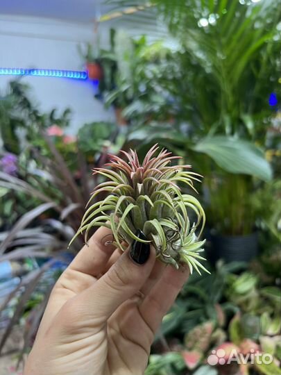 Тилландсия атмосферная