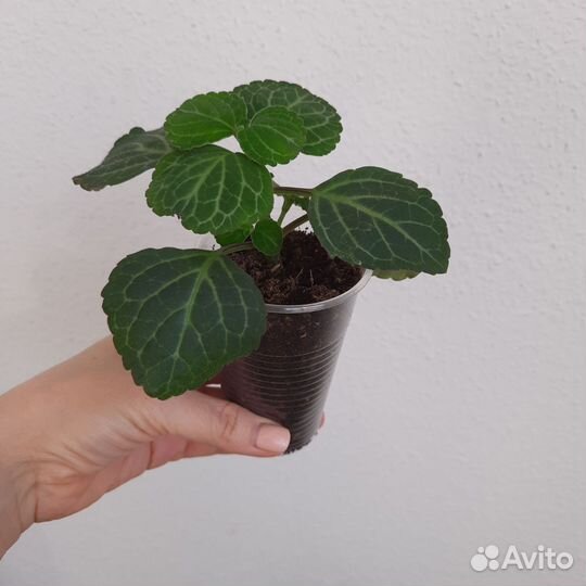 Комнатные цветы Плектрантус