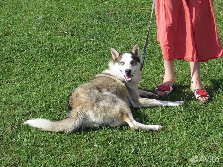 Отдам Хаски