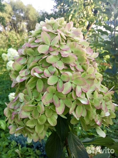 Гортензия метельчатая