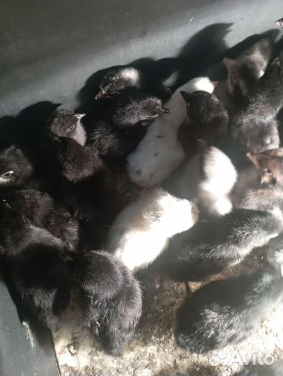 Цыплята суточные