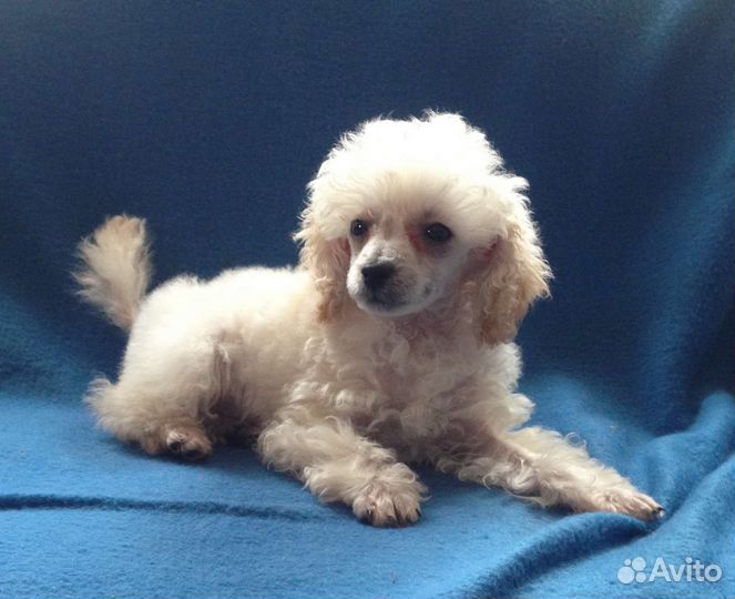 Щенки пуделя