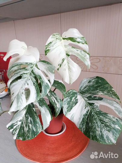 Монстера вариегатная верхушка