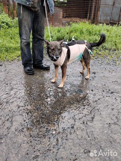 Собака в добрые руки