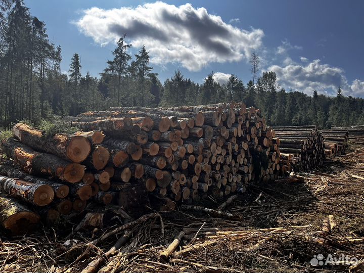 Продажа леса