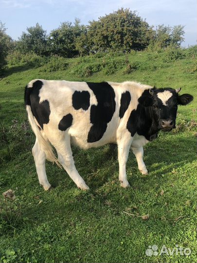 Быки и телка