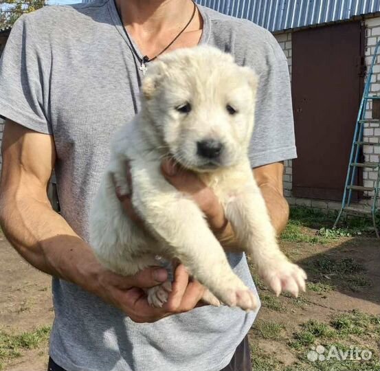Щенки сао алабай