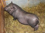 Въетнамская свинка 5 месяцев