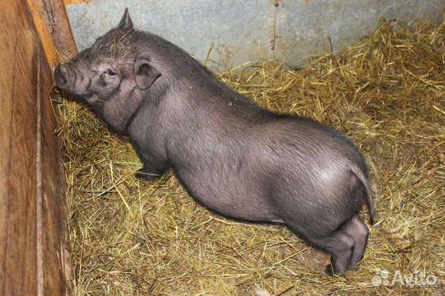 Въетнамская свинка 5 месяцев объявление продам