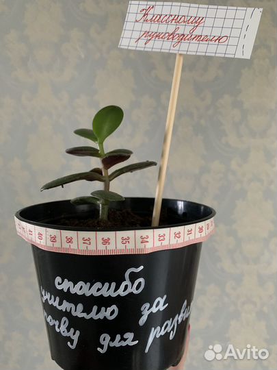 Продам денежное дерево подарок на 1 сентября