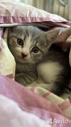 Британские котята