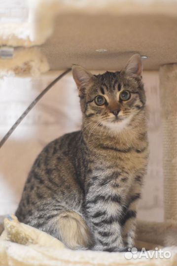 Девочка ищет дом