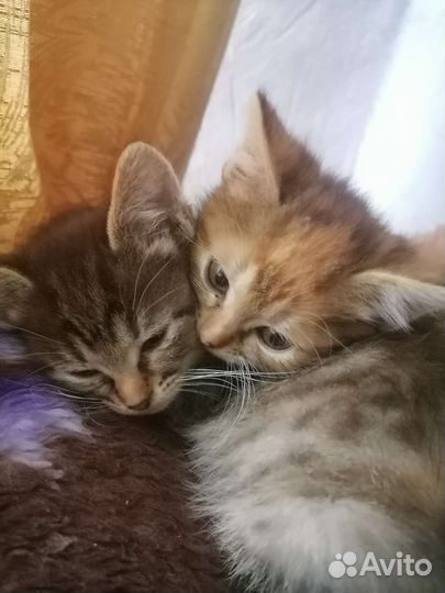 Котята