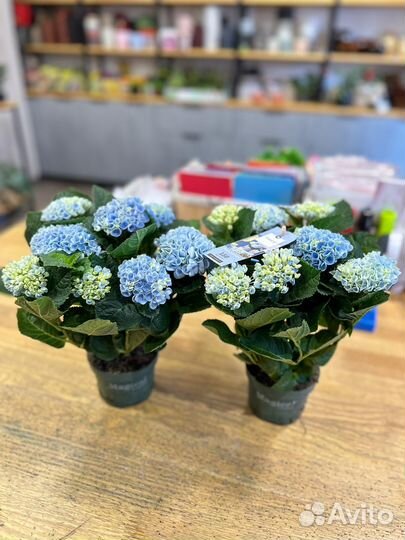Комнатные растения:Гортензия