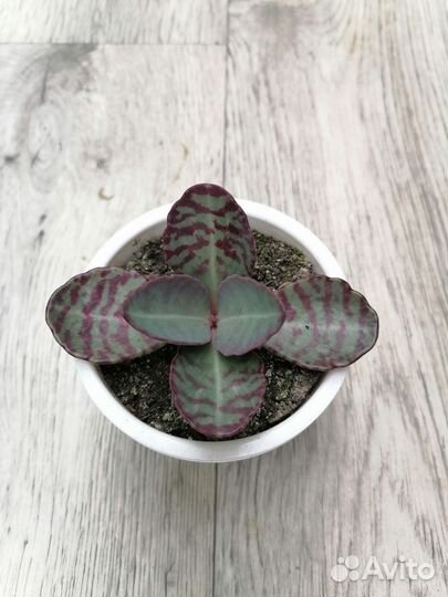 Суккуленты 10 сортов