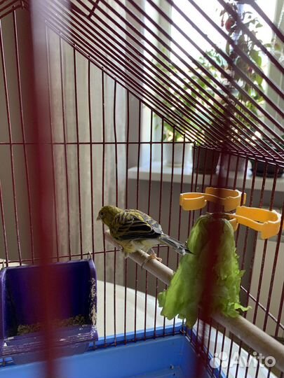 Кенар певчий