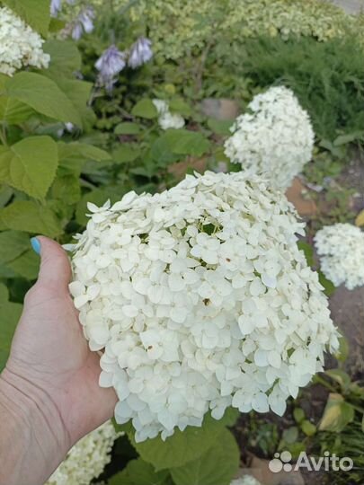 Многолетники садовые