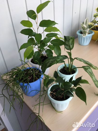 Комнатные растения