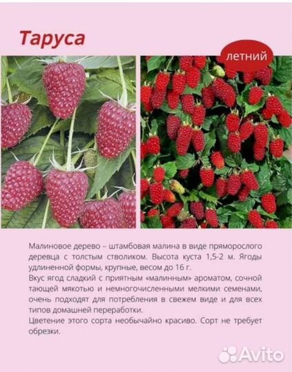 Саженцы малины сорт Таруса