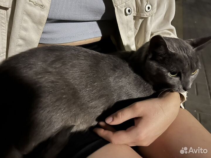 Нашли кошку