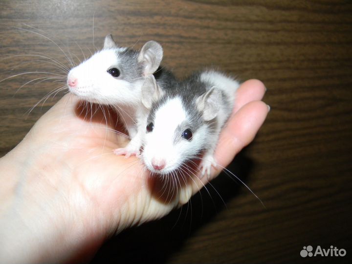 Декоративные крысы