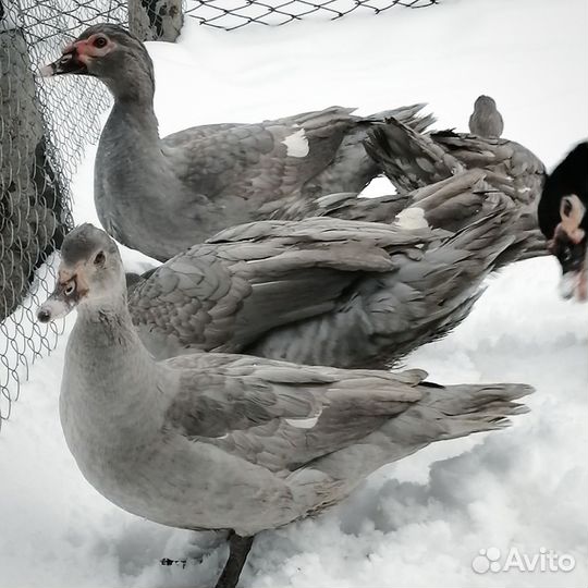 Индоутята лаванда