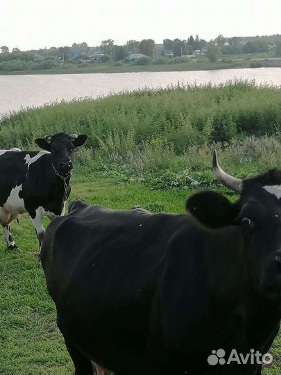 Коровы