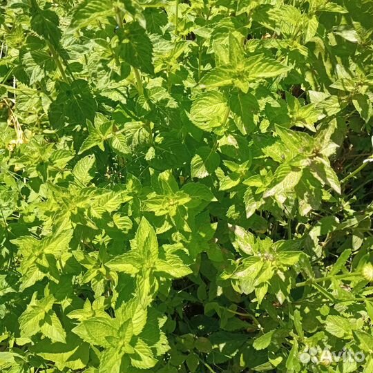 Мелисса, мята, пустырник, топинамбур д/диабетиков