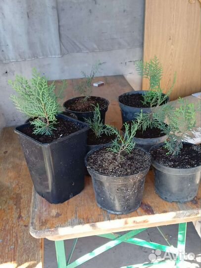 Туя смарагд