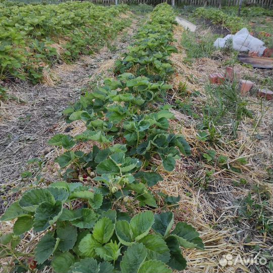 Рассада клубники Купчиха
