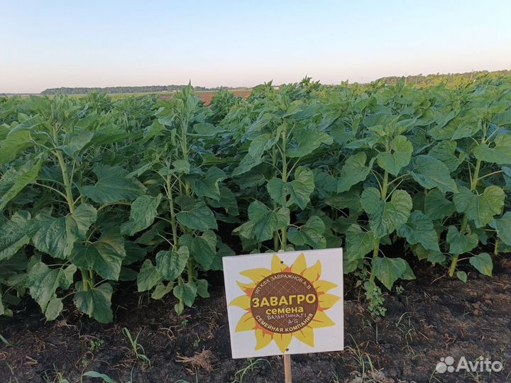 Семена гибридов подсолнечника Куба, Валентина