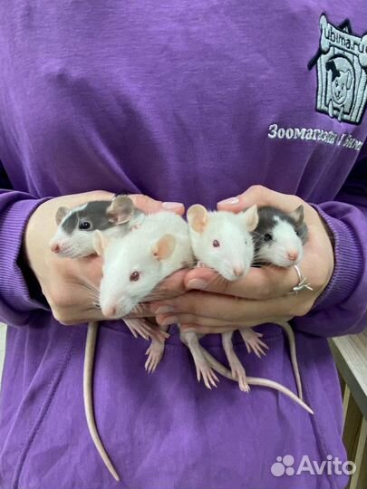 Декоративная крыса