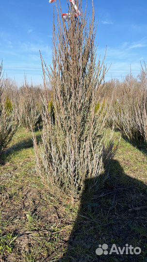 Хвойные растения