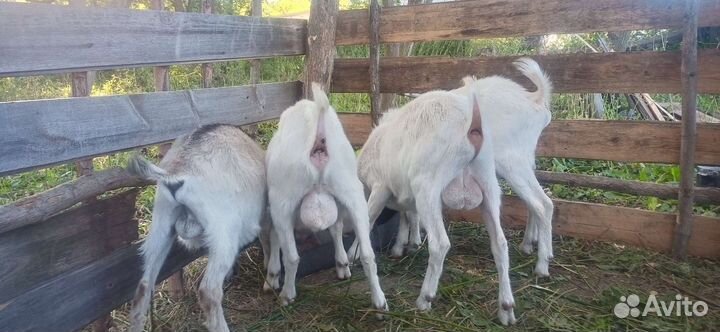 Козлы зааненские