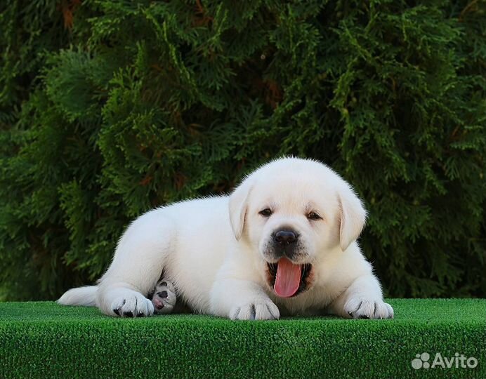 Щенки лабрадора из питомника