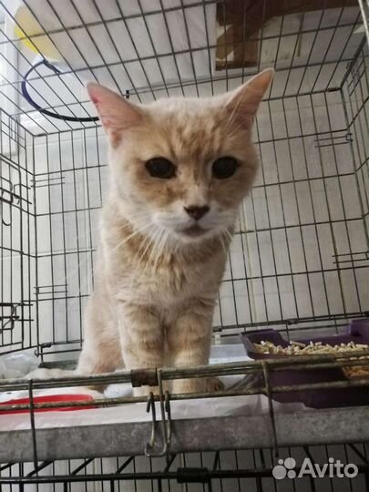 Выбросили кота