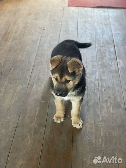 Щенок девочка в добрые руки