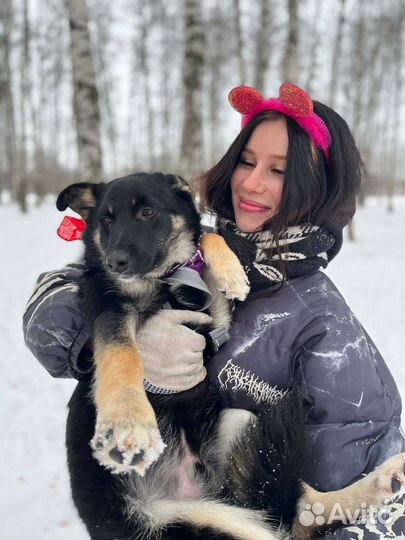 Восточноевропейская овчарка