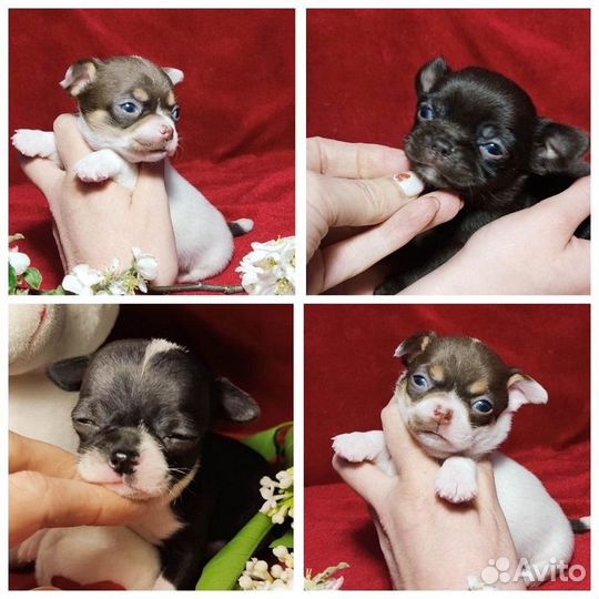 Чихуа-хуа Щеночки разных окрасов для Вас )
