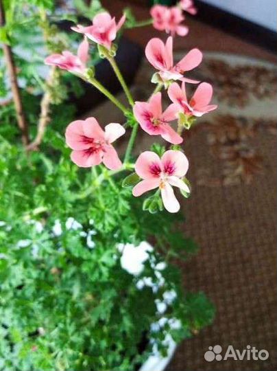 Королевская душистая герань (пеларгония), Ангелоче