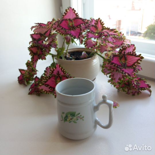 Фарфоровая посуда СССР вербилки