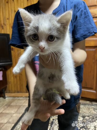 Два котенка в добрые руки