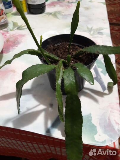 Эпифиллум, Пеперомия и пеларгония