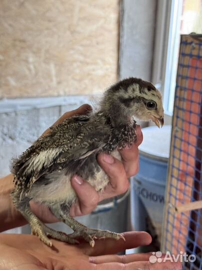 Араукана цыплята