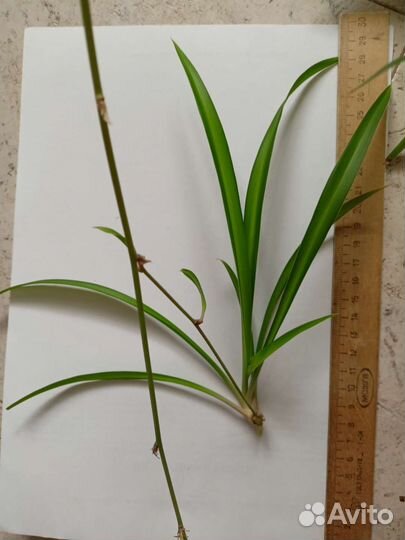 Хлорофитум детка на срез, драцена песня индии