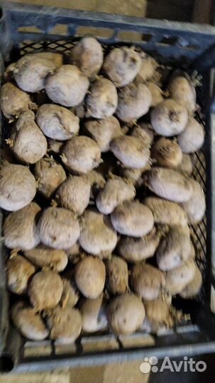 Продаю семянной картофель
